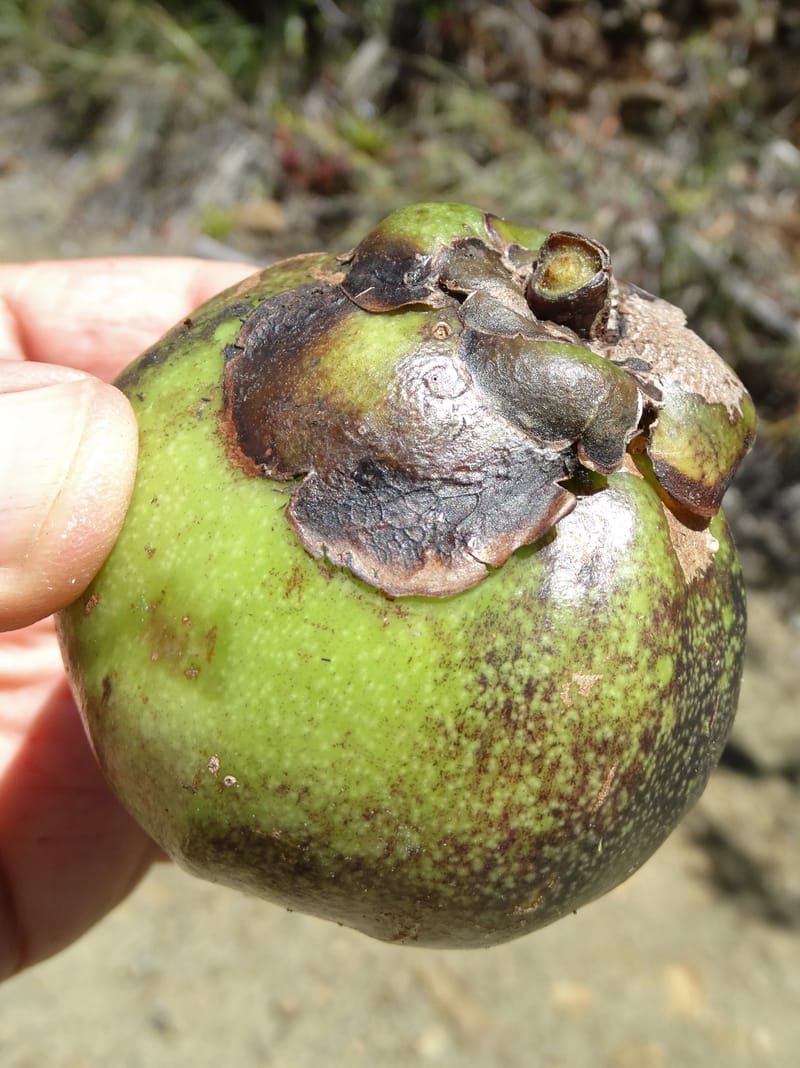 Strasburgeria robusta, Lowry, P 7371--New Caledonia. Mont Dzumac. 12 Nov 2015. DSC01563 (172).JPG