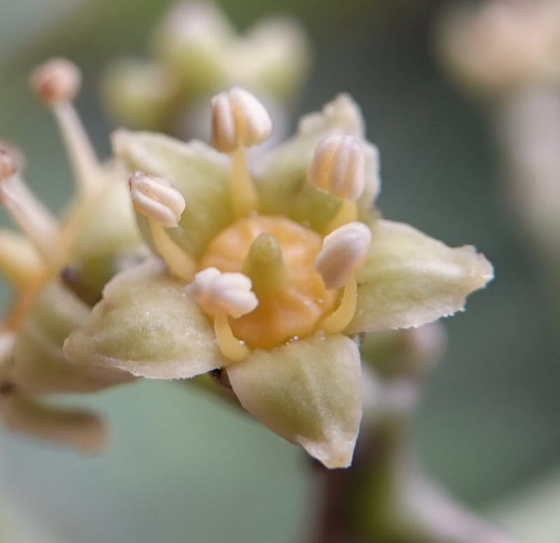 Mastixia pentandra, D. Boufford 44162--China. Yunnan. Bu Long Shan. 6 May 2018. DSC02824 (31).JPG