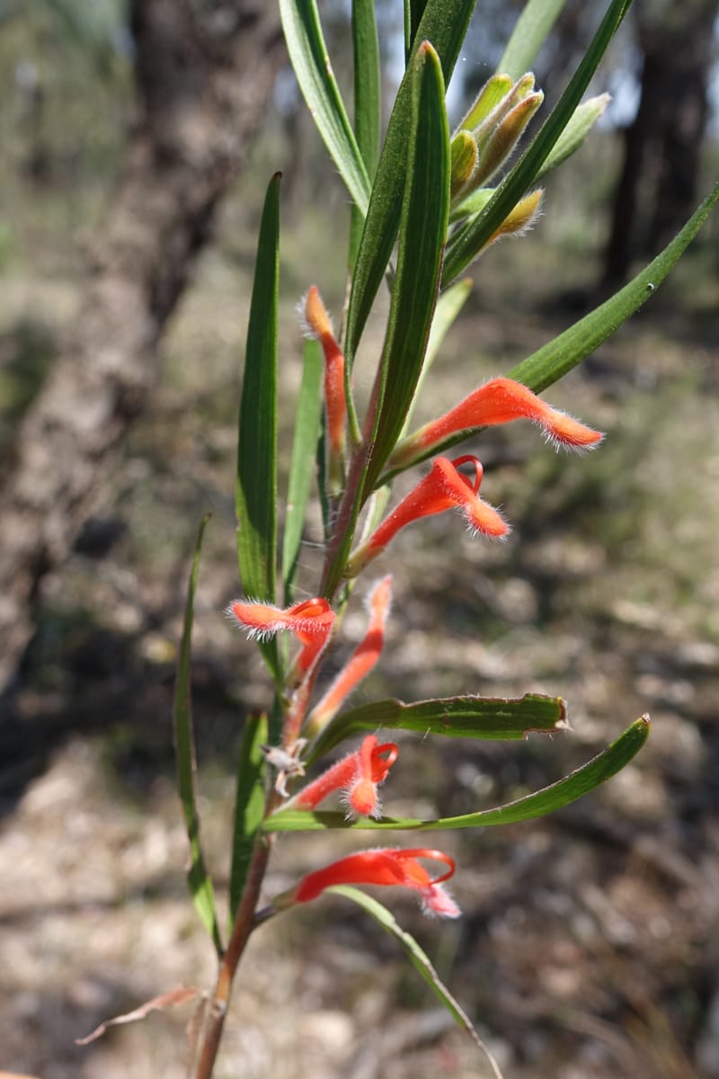 Adenanthos barbiger, Davidson, C 13472--Australia. W.A. Albany Hwy, odom 33.5. 28 Oct 2016. DSC05957 (27).JPG