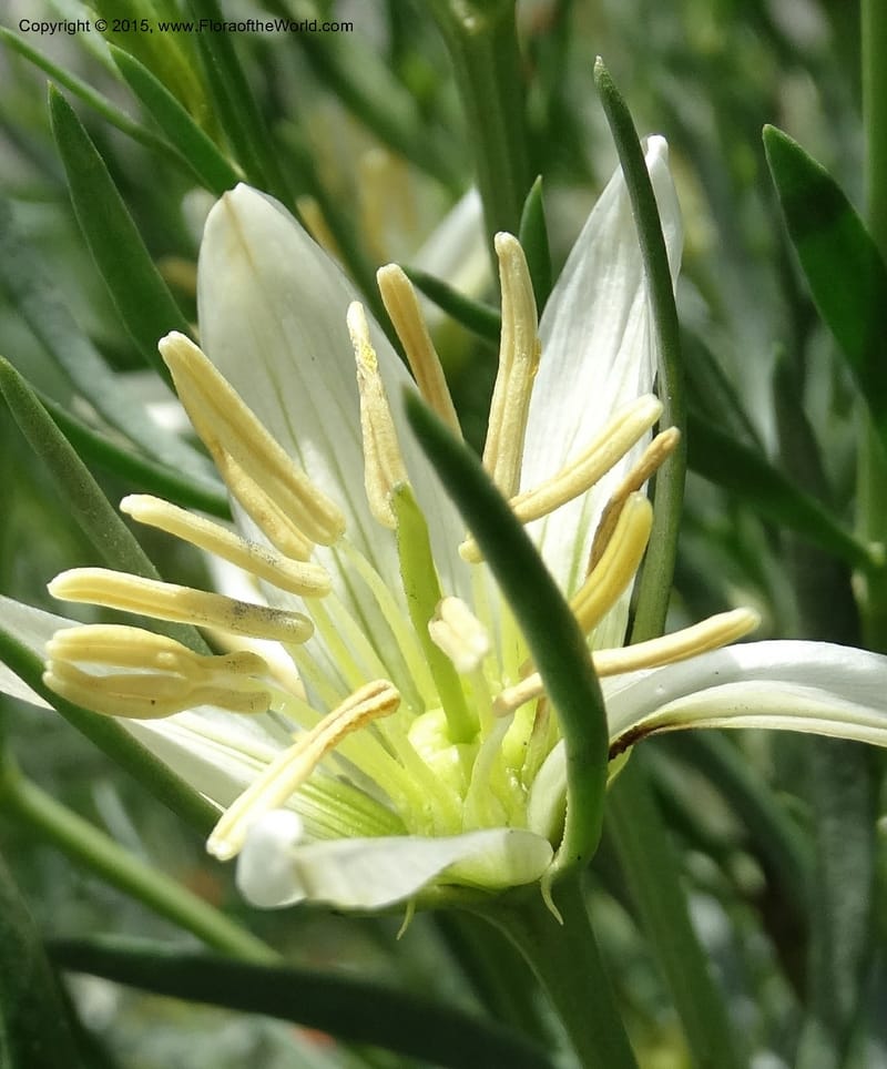Peganum harmala, Davidson, C 12426--Georgia (Caucasus). Rustavi Village. 5 Jun 2014. DSC07073 (7).JPG
