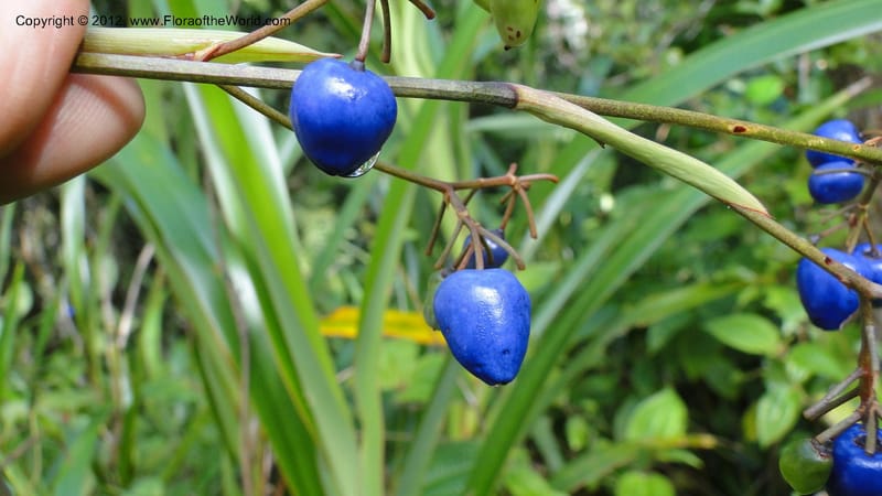 Dianella ensifolia, A. Ramahefaharivelo 168--Madagascar. Ambolotara. Ambodini, Vatovavy. 3 May 2010 177 (72).jpg