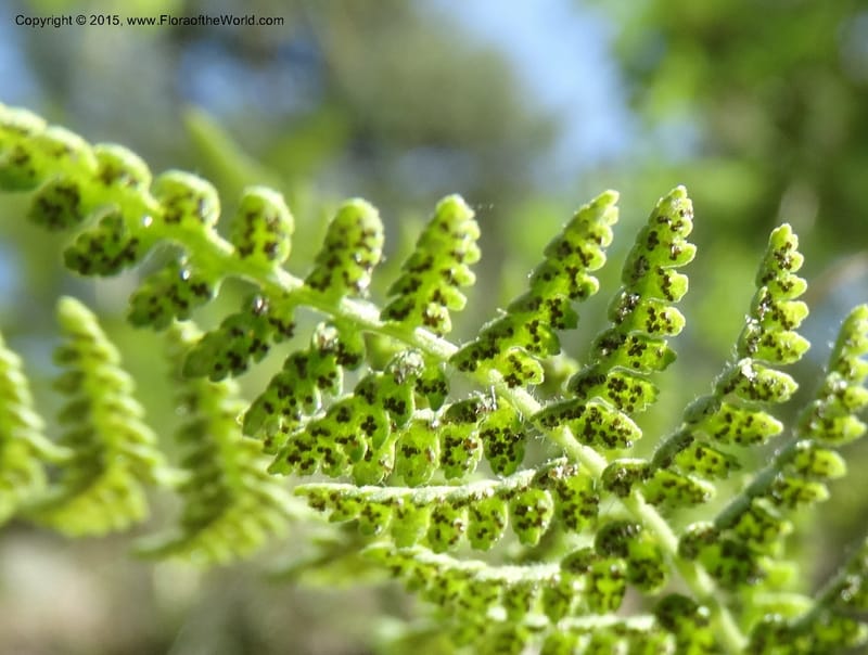 Woodsia scopulina, Davidson, C 12843--Idaho. Valley County. Sylvan Beach. 15 Jun 2015.  (30).JPG