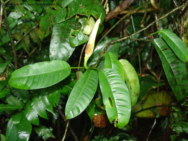 Philodendron, RVasquez31577--Peru. Prov.  Oxa. Estac. Paujil. Camino  Pozo Tigre. 17 Oct 06.206.jpg