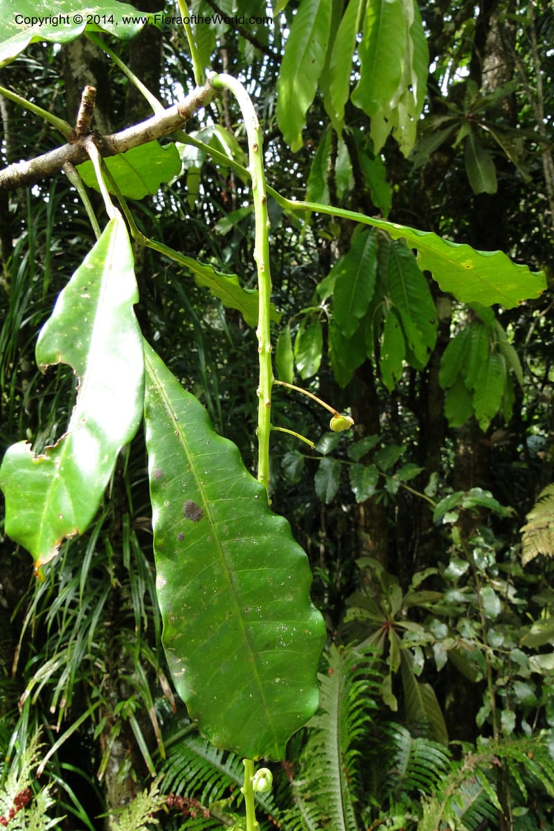 Codiaeum peltatum, J. Munzinger 6549--New Caledonia. Tchamba. Grotie Kou. 16 Feb 2011. 102 (6).jpg