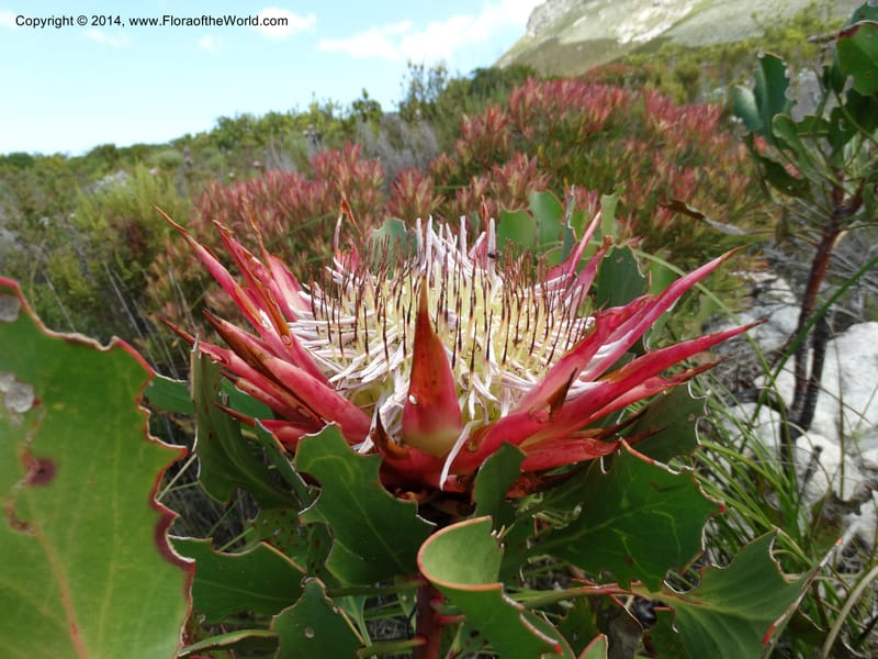 Protea cynaroides, Davidson, C 12315--South Africa. Western Cape. E. side, Fernkloof. 24 Jan 2014. DSC01799 (136).JPG