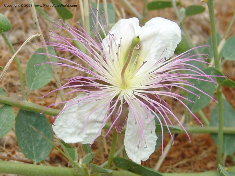 Capparis sicula ssp sicula--Crete. Btwn Almerida and Kalives. 26 May 05. 009.jpg