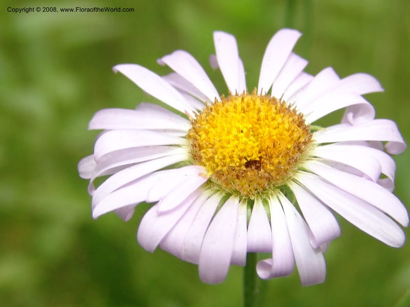 Erigeron peregrinus, CDavidson11118--ID. Adams Co. For. Serv. Rd. 453, to Goose Lk. 20 Jul 07. 205.jpg