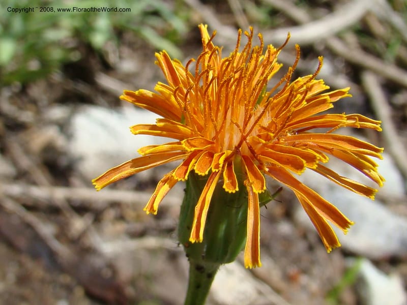 Agoseris aurantiaca, CDavidson11262--ID. Valley Co. Trail to Box Lake. 8 Jul 08. 046.jpg
