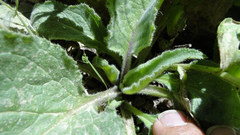 Brunnera orientalis, A. G. Miller 133.7--Iraq. Kurdistan. Shakh-i Pira Magun. Gueza Khan. 11 June 2010. 191 (8).jpg