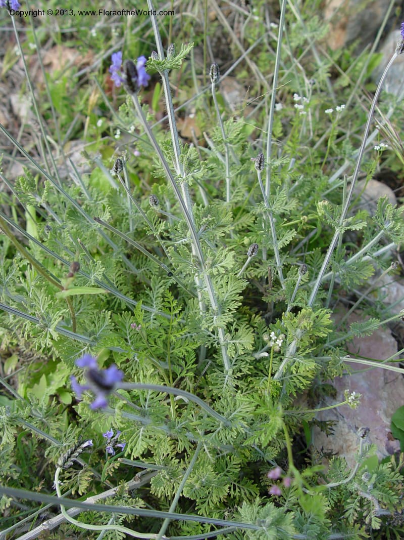 Lavandula multifida--Spain. Andalucia. E of Orgiva. Barranco de los Lobos.  (156).jpg