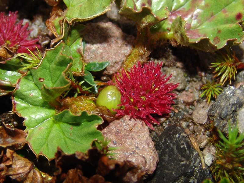Gunnera magellanica, Croat95037--Ecuador. Prov. Carchi. Paramo El Angel. 19 Feb 05. 002a.jpg