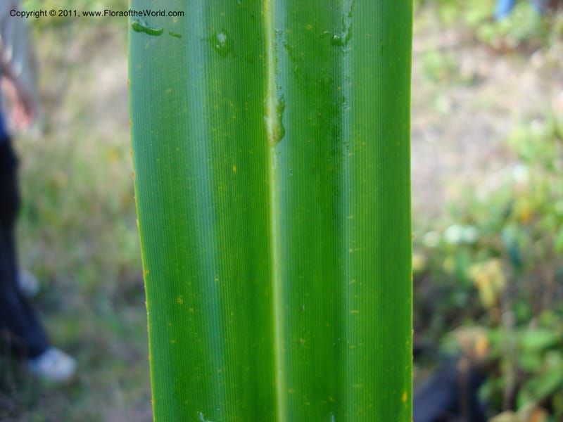 Pandanus,  Munzinger, J 4761--New Caledonia, Prov N, Mt. Mandjelia,  13 Nov 2007   036 (6).jpg