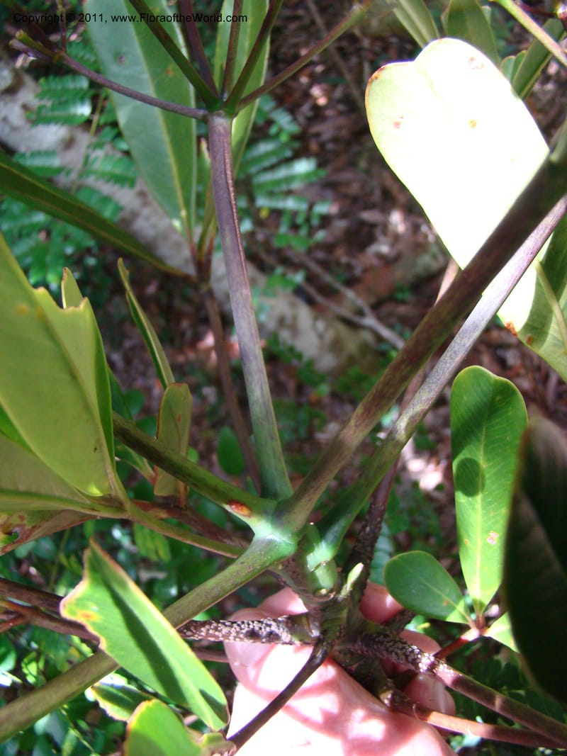 Plerandra baillonii,  Lowry, P. P 6889--New Caledonia, Prov N, Col d'Amoss,  14 Nov 2007, DSC06665 (6).jpg