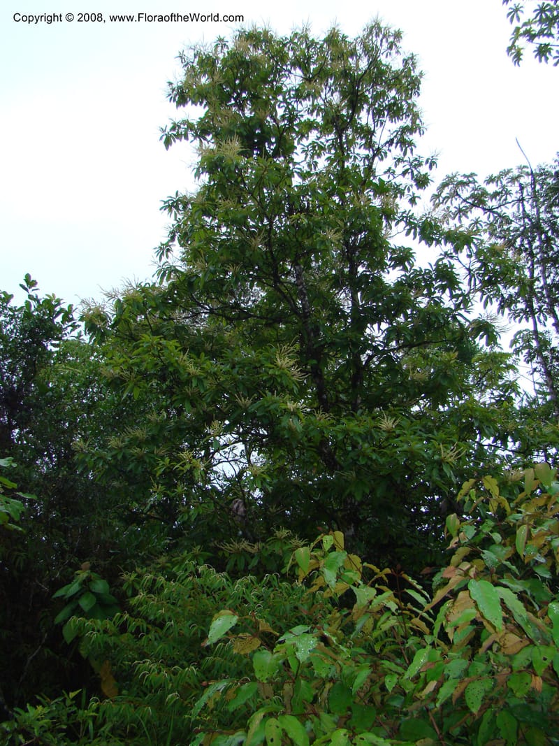 Clethra mexicana, RAguilar11192--Costa Rica. Puntar. Osa. Los Mogos. 17 Apr 08. 435.jpg
