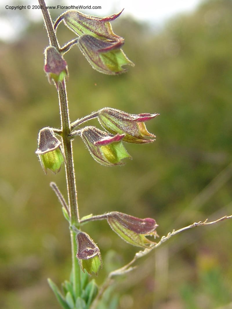 Syncolostemon cf--So.Africa. Mpumal. R577 N of Lydenburg. 16 Mch 05. 118.jpg