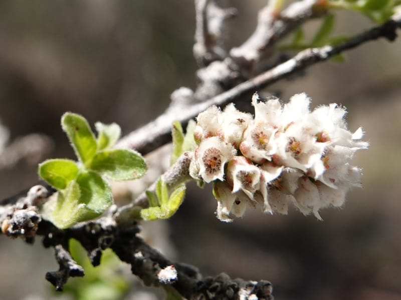 Rhus microphylla, C. Davidson 13990--AZ. Cochise Co. Hwy 80 SE of Tombstone. 9 April 2019. DSC07192 (11).JPG