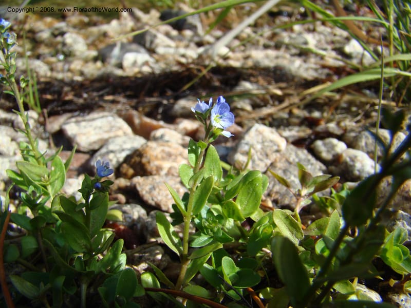 Veronica serpyllifolia ssp humifusa, CDavidson11275--ID. Idaho Co. Warren Wagon Rd., Sesesh Cr. 24 Aug 08. 061.jpg