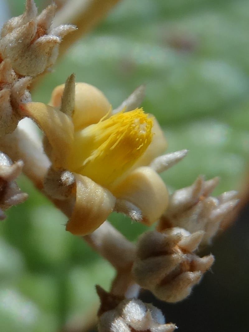 Argophyllum, Lowry, P 7423--New Caledonia. PinPin. 20 Nov 2015. DSC03938 (72).JPG