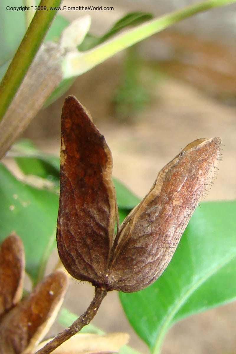 Ptaeroxylon obliquum, Z. Rogers 1301--South Africa. KwaZulu-Natal. Krantzkloof Nat. Res. 24 Jan 09. 112.jpg