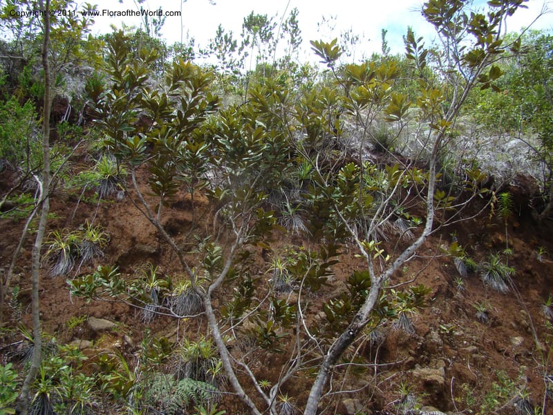 Grevillea exul, Minzinger, J 4674--New Caledonia, Province du Sud, Dumbea barrage,  11 Nov 2007 347 (10).jpg
