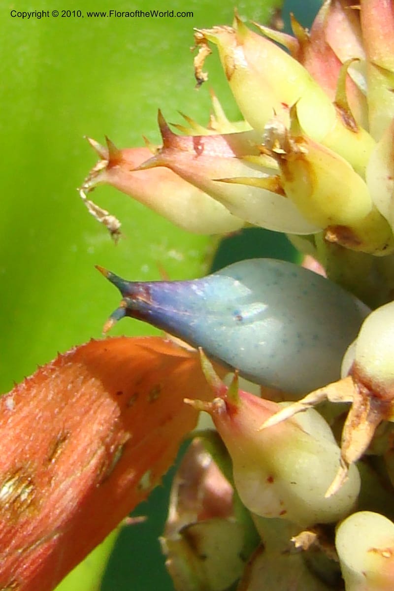 Aechmea, R. Vasquez 34537--Peru. Pacaya Samiria. Yantacocha. 5 Nov 08. 058.jpg