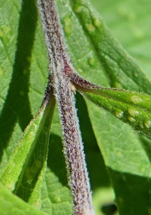 Elsholtzia fruticosa, C. Davidson 13758--China. Sichuan. Yibailingba-gou. 12 Aug 2017. DSC04660 (560).JPG