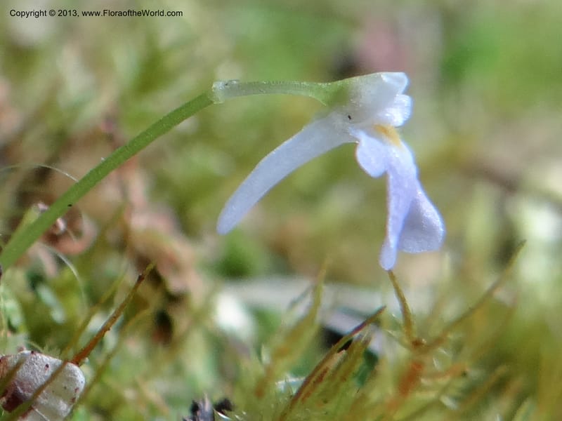 Utricularia, VC 5533--Thailand. Chiang Mai Prov. Doi Pha Hom Pok Nat. Park. 10 Nov 2012. DSC08349 (158).JPG