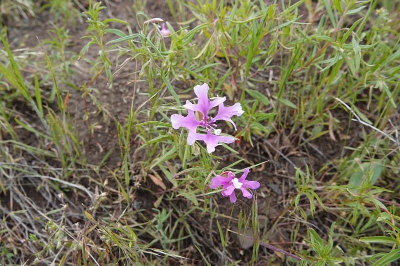 Clarkia pulchella, C. Davidson 13768--Oregon. Wallowa Co. Upper Camp Creek Canyon. 4 Jun 2018. DSC04733 (71).JPG