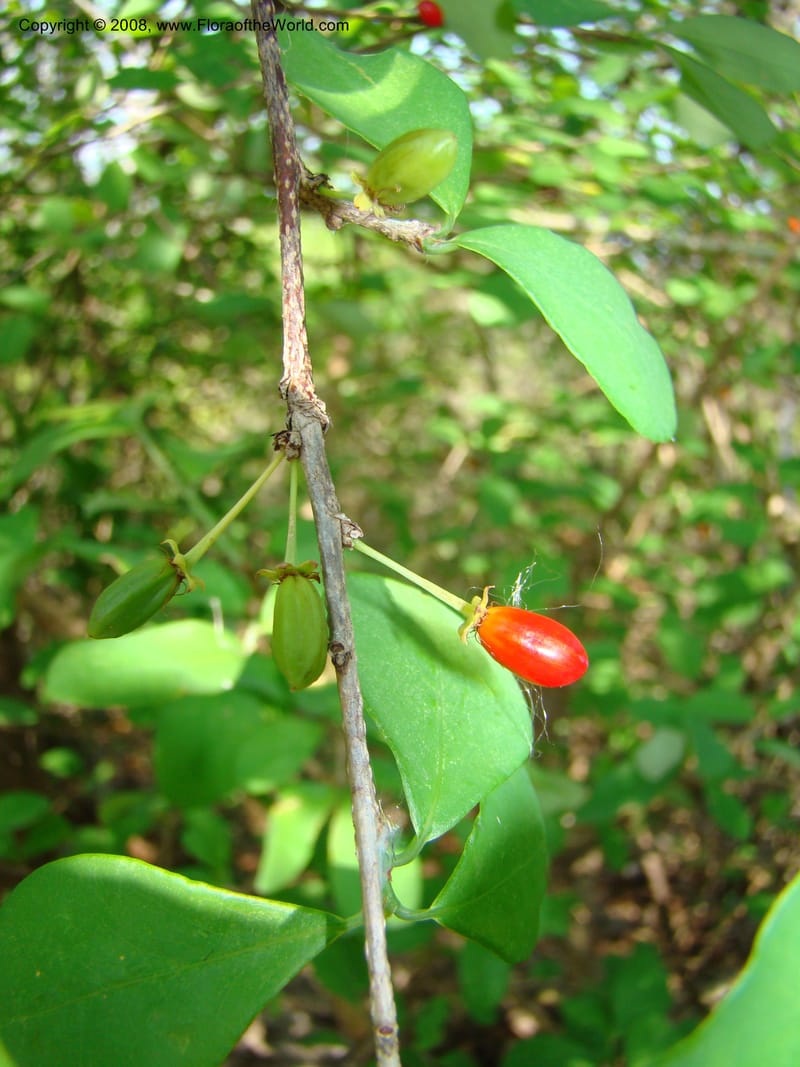 Erythroxylum havanense--Costa Rica. Guanac. Palo Verde Biol. Sta. 6-7 Apr 08. 057.jpg