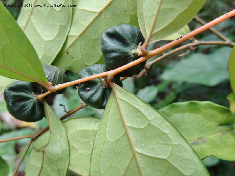 Olax, Davidson, C 12344--Cameroon. Mokoko For. Res. 20 Mar 2014. DSC02622 (311).JPG