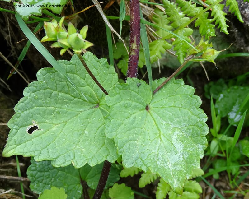 Scrophularia chrysantha, Davidson, C 12494--Georgia (Caucasus). Koslitavi, branch of Merisi Gorge. 11 Jun 2014. DSC08456 (180).JPG
