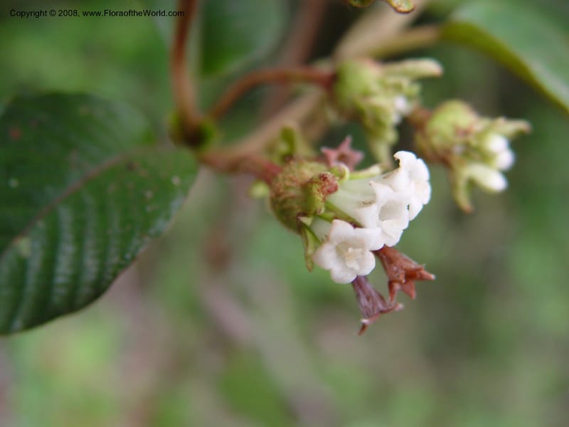 Psychotria--Cameroon. Mt. Cameroon. 6 Dec 03. 118.jpg