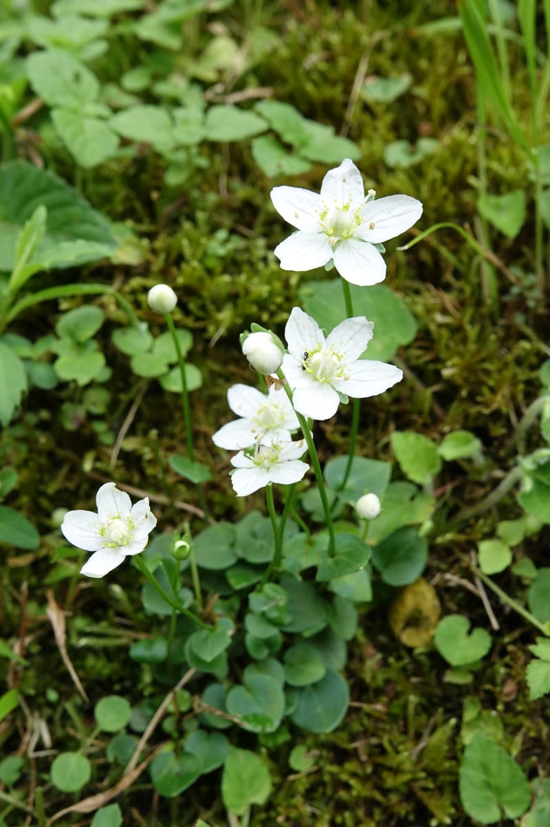 Parnassia palustris, Tseng Yu-Hsin 1316--Taiwan. SW of Nanshan on highway 7. 20 May 2016. DSC03339 (15).JPG