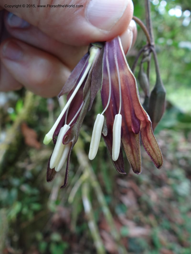 Merinthopodium neuranthum, Hammel 26105--Costa Rica. Road into Ranchos Tinamu. 3 Mar 2012. DSC03548 (101).JPG
