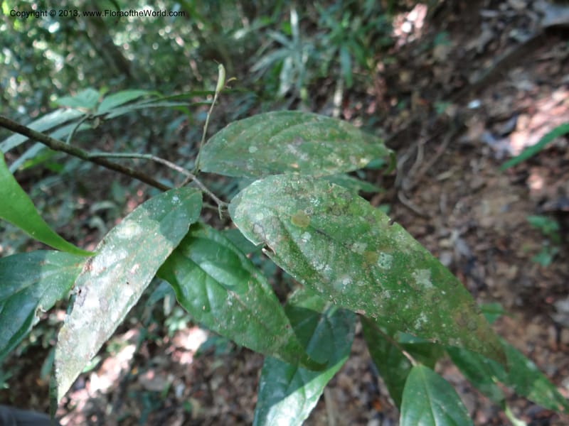 Symplocos, VC 5593--Thailand. Ranong Prov. Klong Naka Wildlife Sanctuary. 14 Nov 2012. DSC09055 (74).JPG