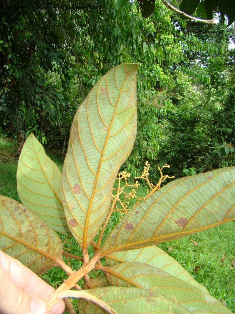 Ocotea, B. Hammel 24673--Costa Rica. Prov. Limon. Selva Bananito Lodge. 12 Apr 08. 037 (15).jpg