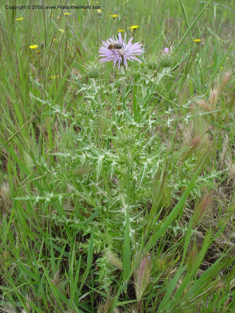 Galactites tomentosa--Spain. Gran.Prov. 8 km S Jct. Albondon-Albunol, C333. 15 Apr 04. 005.jpg