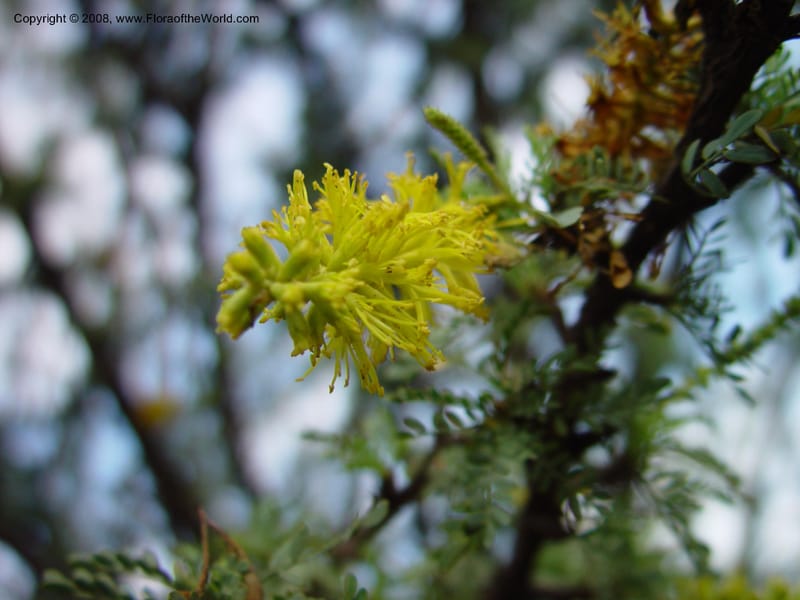 Prosopis palmeri--CA. UCLA. Mathias Bot. Gard. 13 Feb 03. 157.jpg