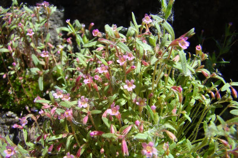 Mimulus breweri, C. Davidson 11466--ID. Valley Co. Warm Lake. 16 June 2009. 102.jpg