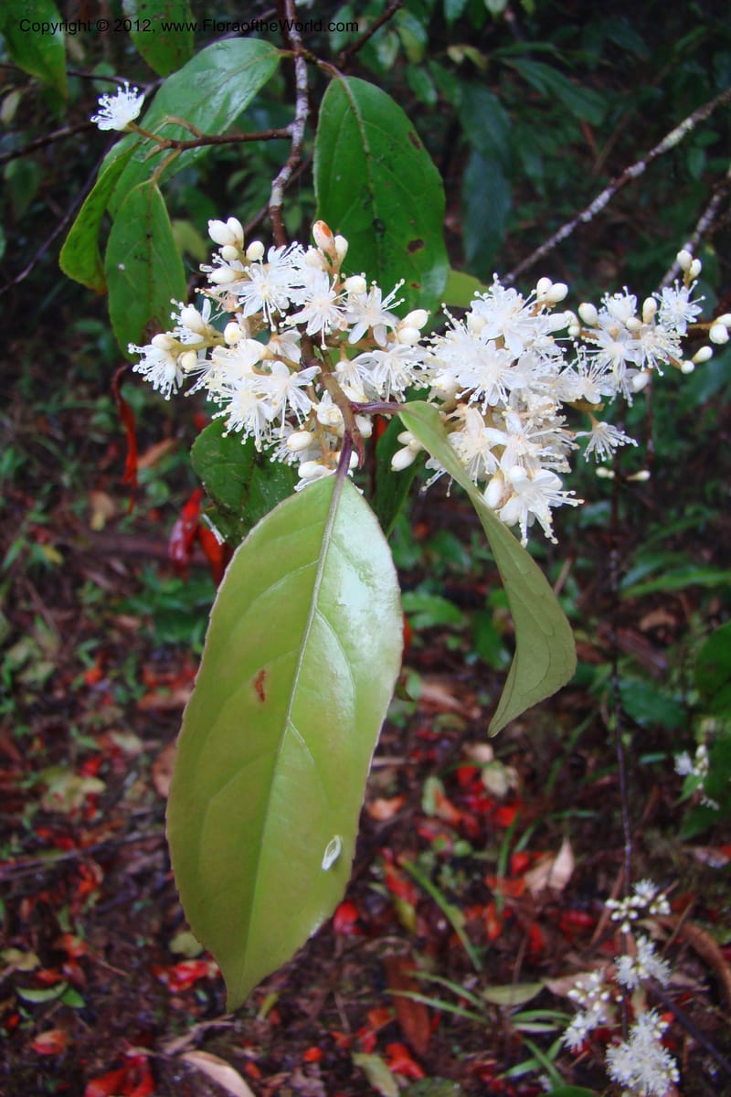 Elaeocarpus, Regalado 1635--Viet Nam. Lao Cai Prov. Sa Pa Distr. Hoang Lien Son. 6 Apr 09. 087 (15).jpg