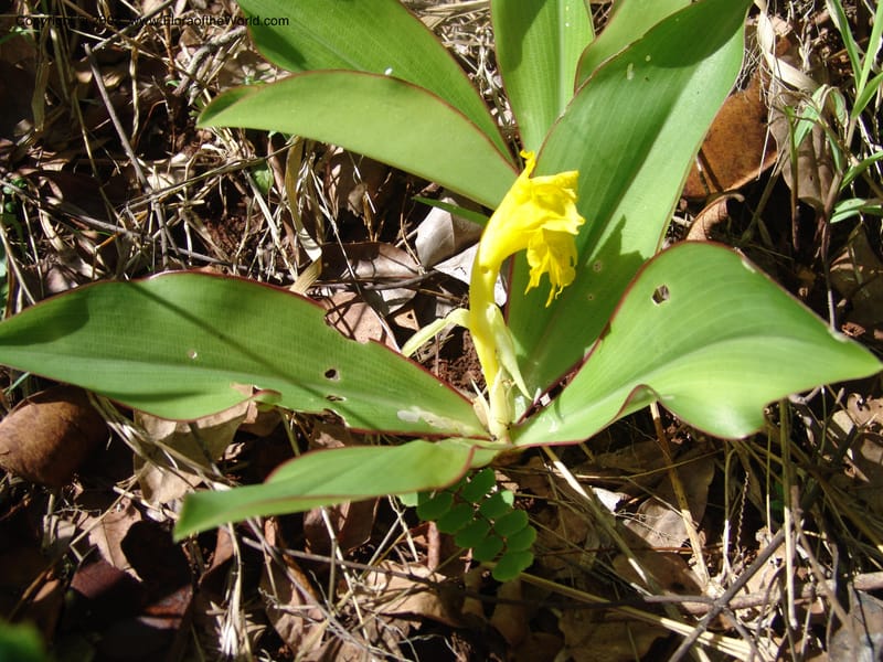Costus, GSimon1492--Tanz. Ulanga Dist. Miombo. Ca. 10 km N of Mahenge. 18 Feb 06. 485.jpg