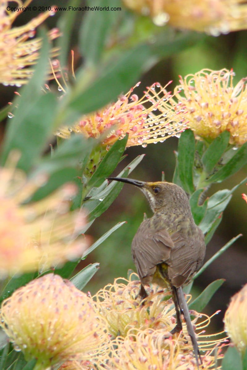 Leucospermum gueinzii--South Africa. Kirstenbosch Bot. Gard. 21 Aug 09. 067 (1).jpg