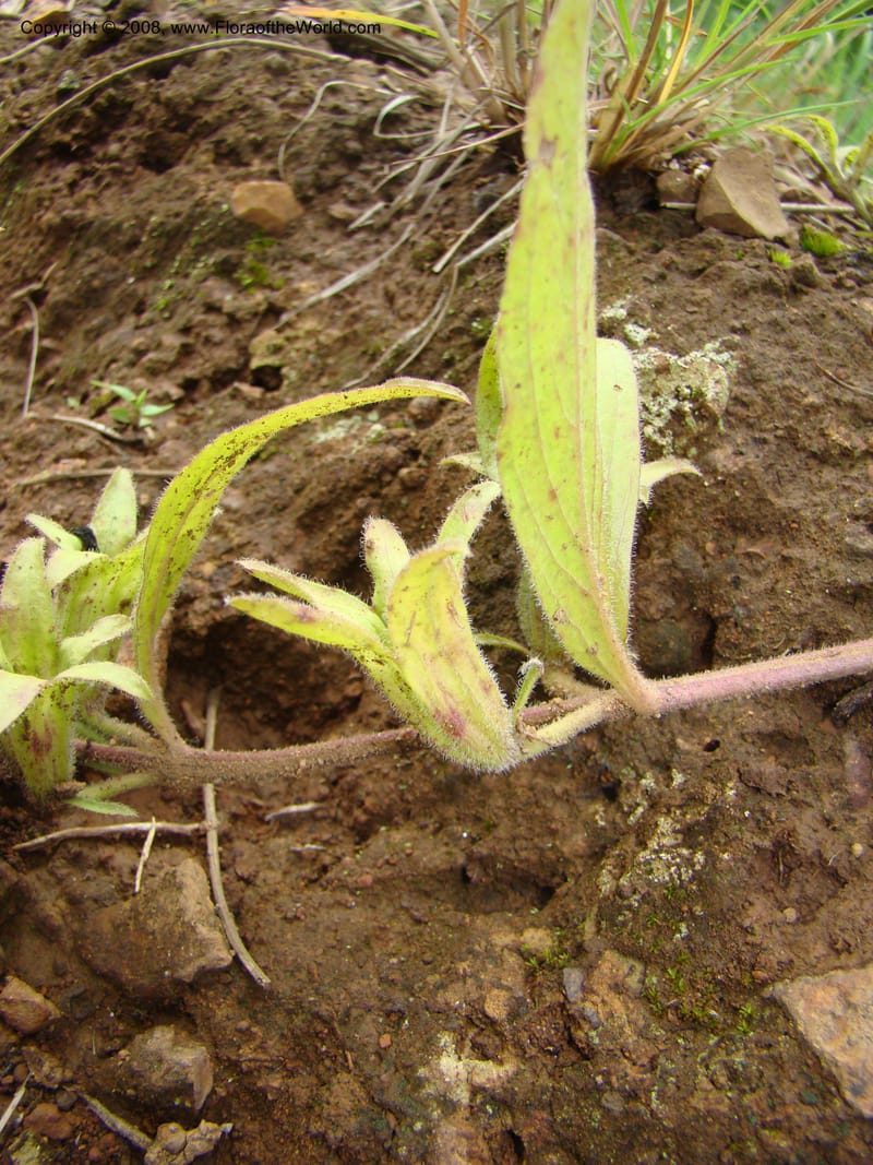 Cycnium adonense, RGereau7033--Tanz. Mbeya Rural Distr. Utengule Coffee Lodge. 26 Jan 08. 311.jpg
