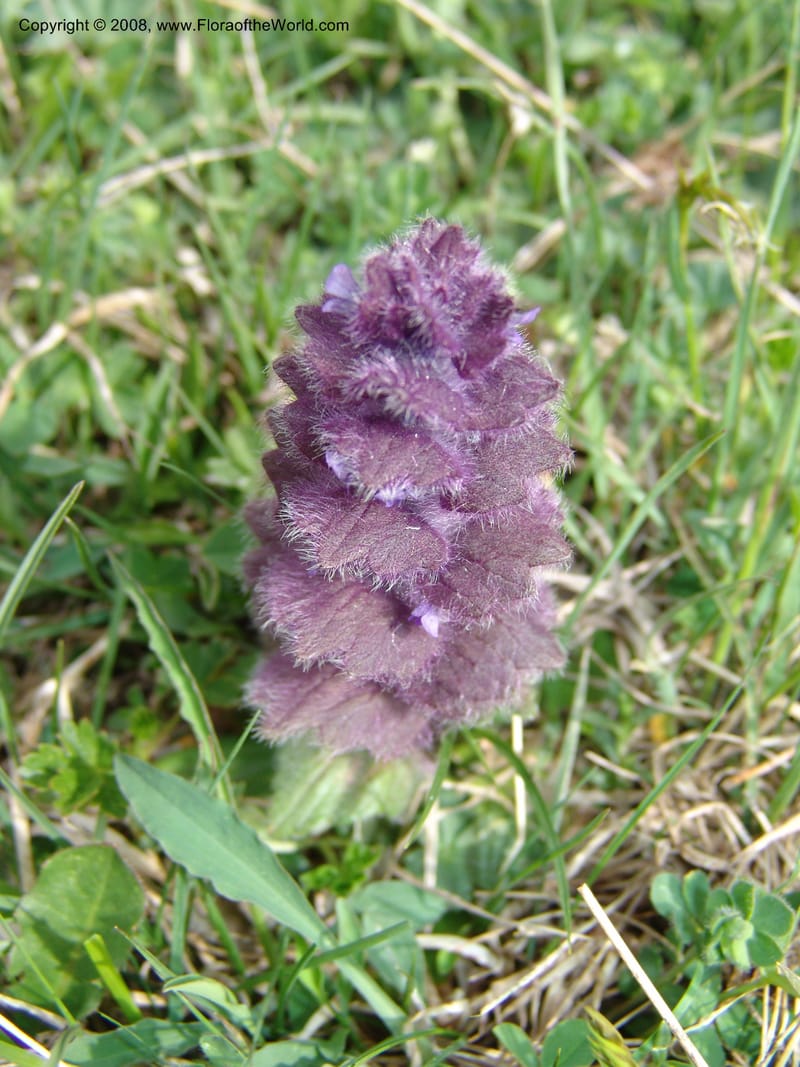 Ajuga orientalis--Georgia. Kazbeki . Trail-road to Sameba Church. 2 Jun 05. 568.jpg