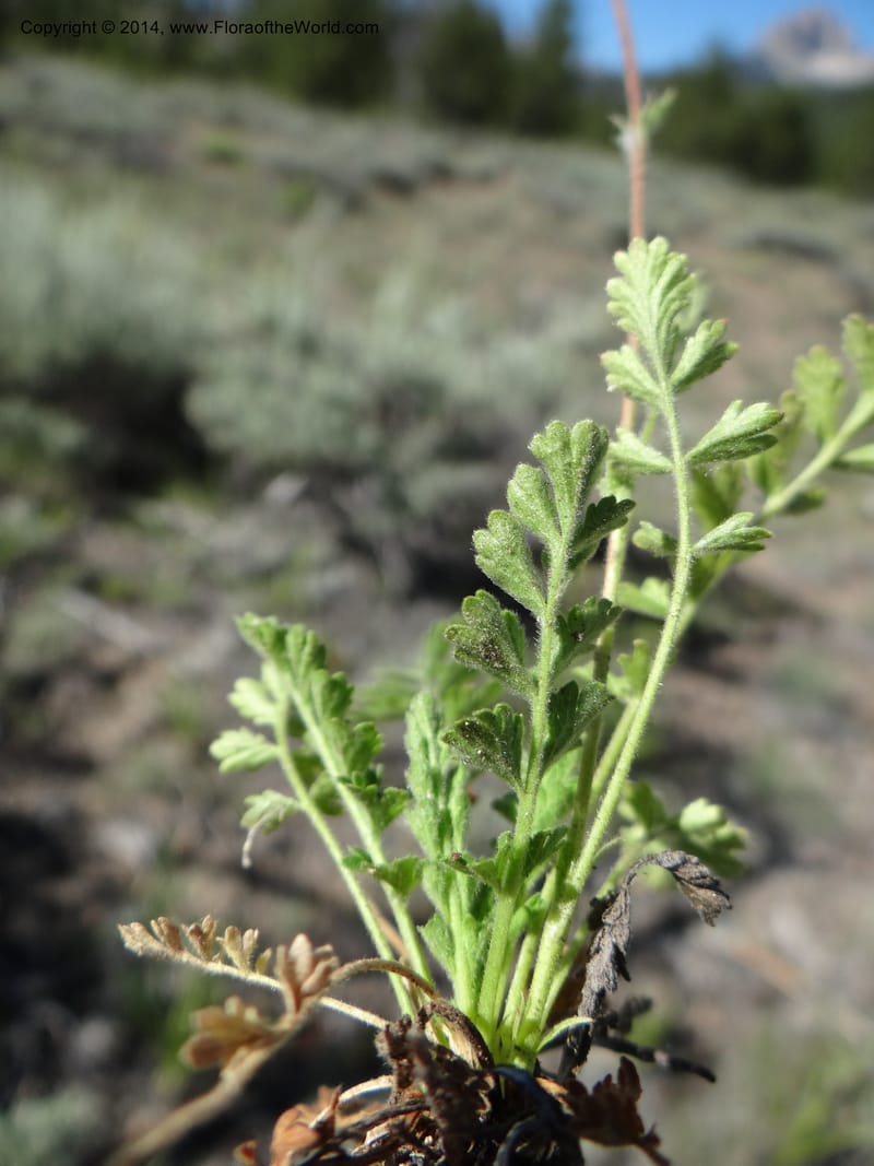 Horkelia fusca var. parviflora, Davidson, C 12198--ID. Custer Co. 1.6 mi from Hwy 75 on Redfish Lake Rd. 13 Jul 2013. DSC06785 (53).JPG