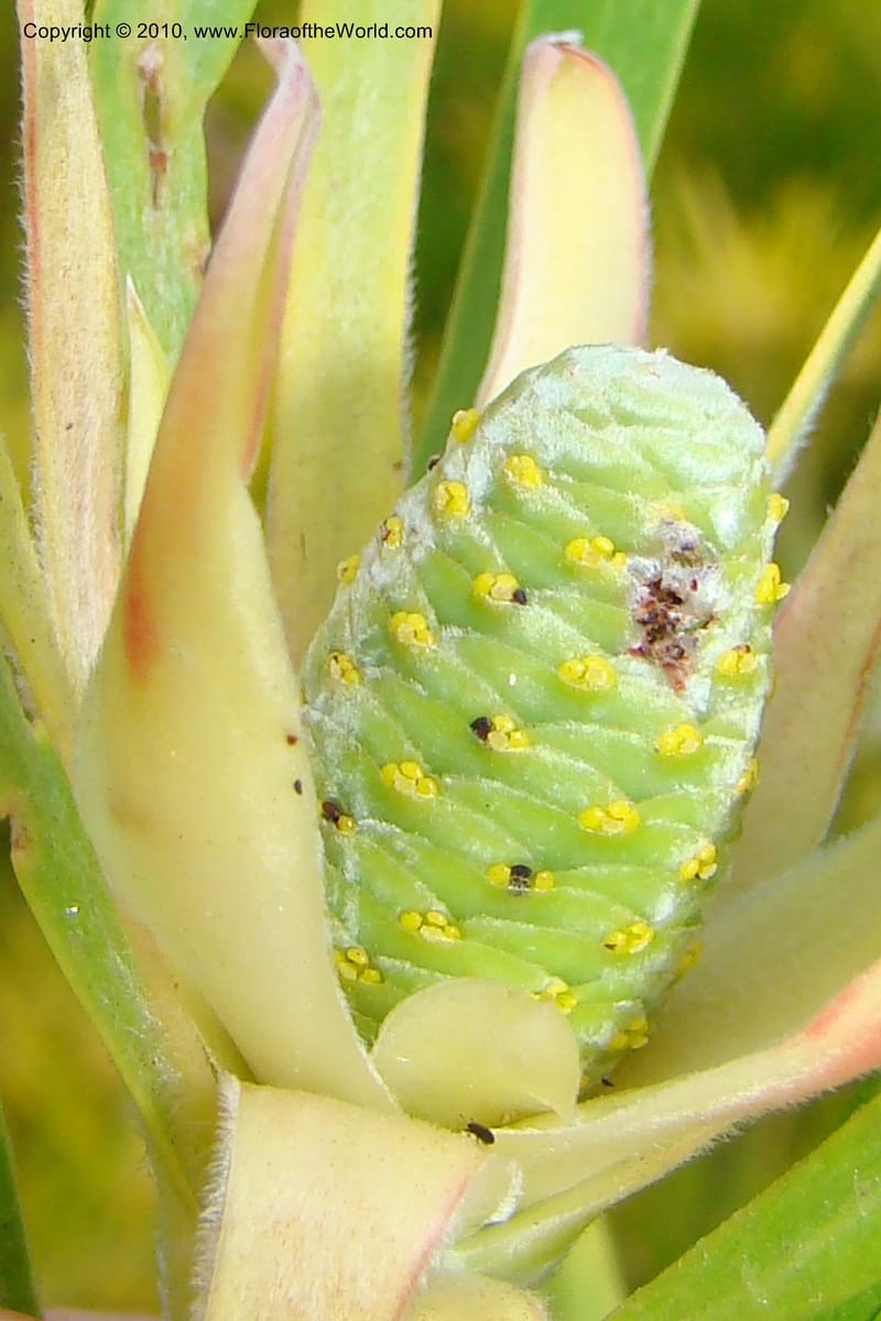 Leucadendron eucalyptifolium, C. Davidson 11495--South Africa. W. Cape. Korente River. 22 Aug 09. 344 (110).jpg