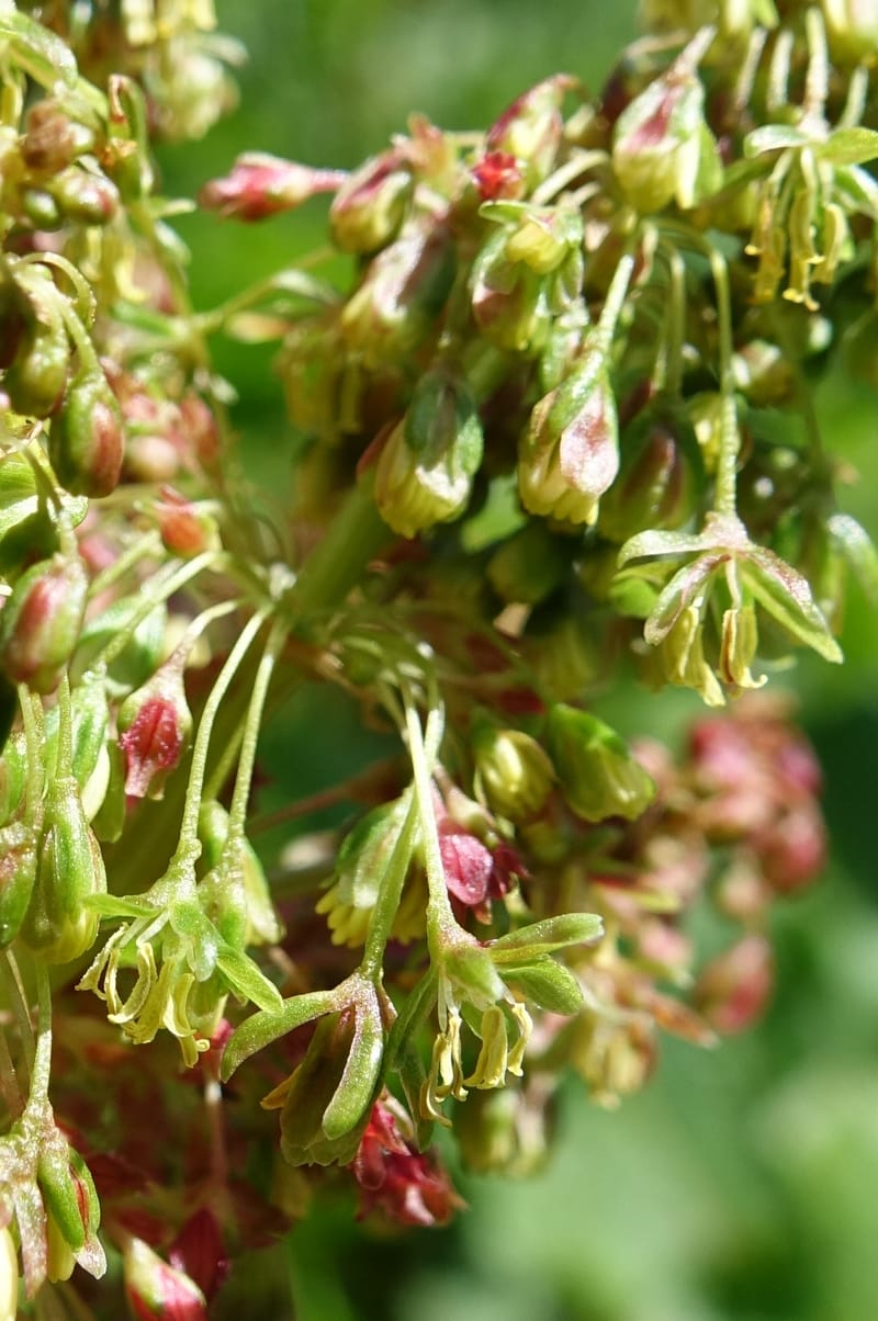 Rumex alpestre, Not collected--Switzerland. Sass Almagell. Lac Mattmark. 3 Jul 2016. DSC08449 (482).JPG