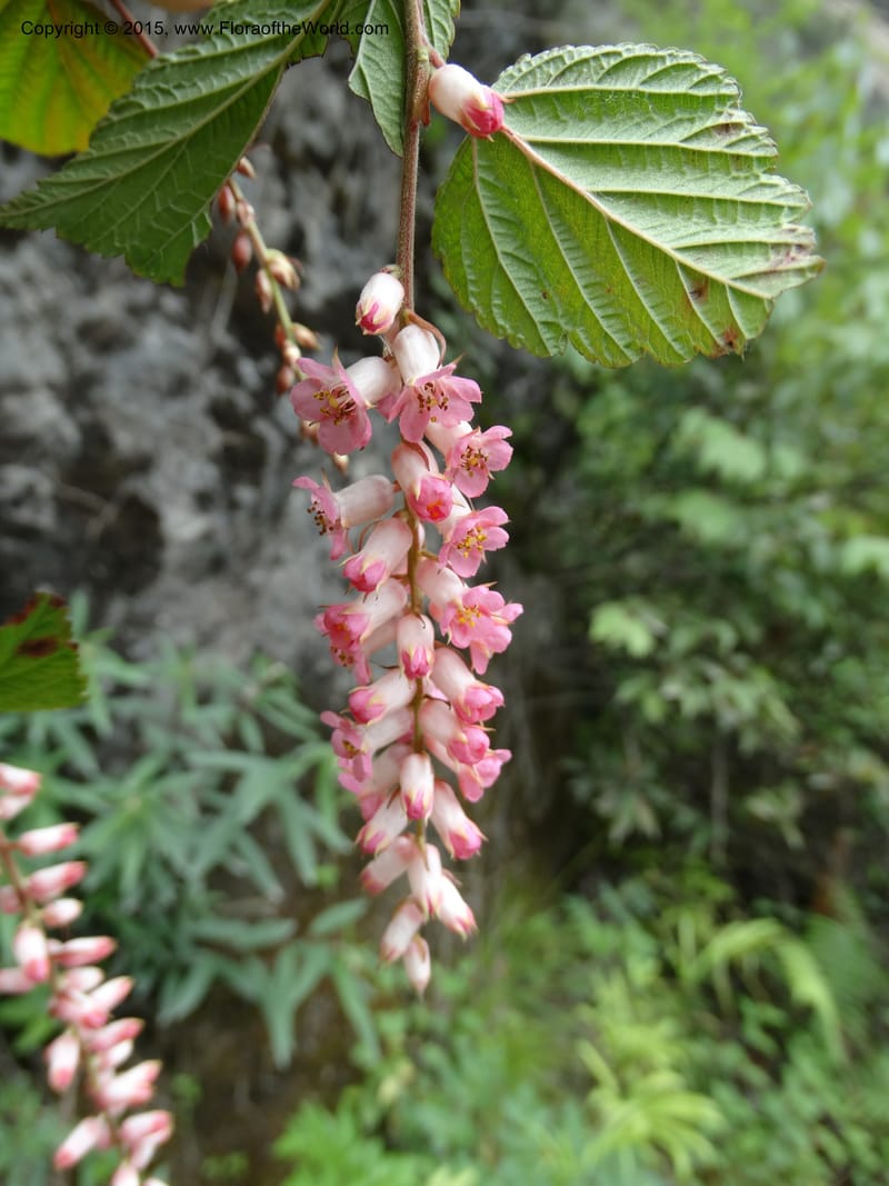 Neillia thibetica, Boufford, D 43710--China. Sichuan. LongDongZhen on Rd. to LeiYuan Shan. 13 May 2014. DSC05860 (16).JPG