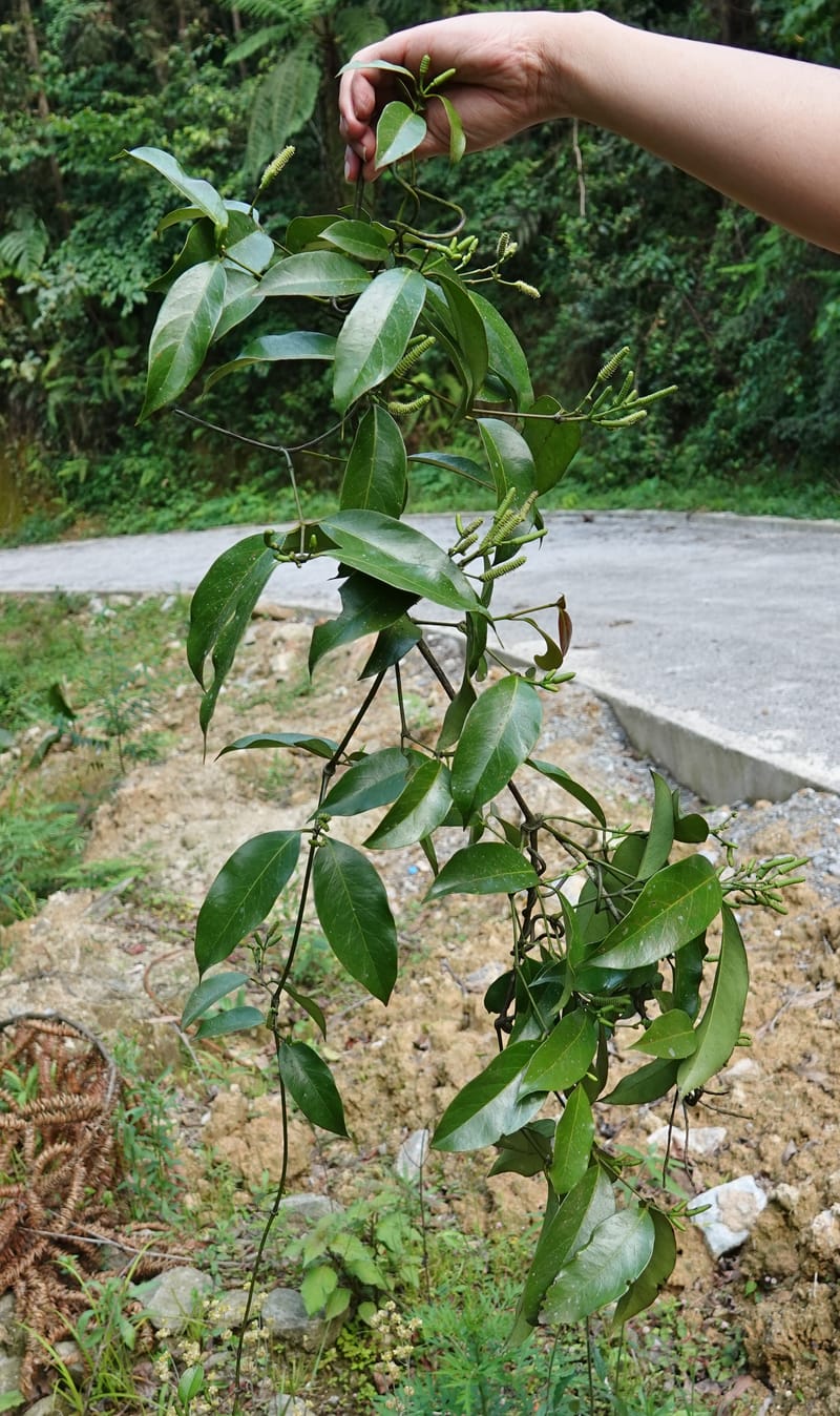 Gnetum catasphaericum, D. Boufford 44101--China. Yunnan. Lao jun Shan. 30 Apr 2018. DSC00424 (559).JPG