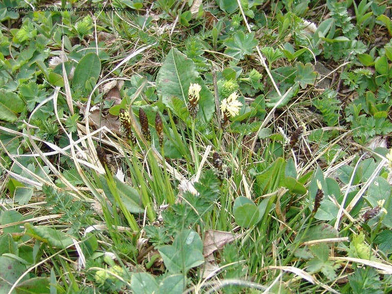 Carex medvedevii--Georgia. Vic. of Tskhrats'karo Pass. 7 Jun 05. 036.jpg